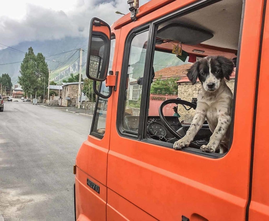 Russsiche Hunde Adoptieren Die Sonst Auf Der Stasse Leben