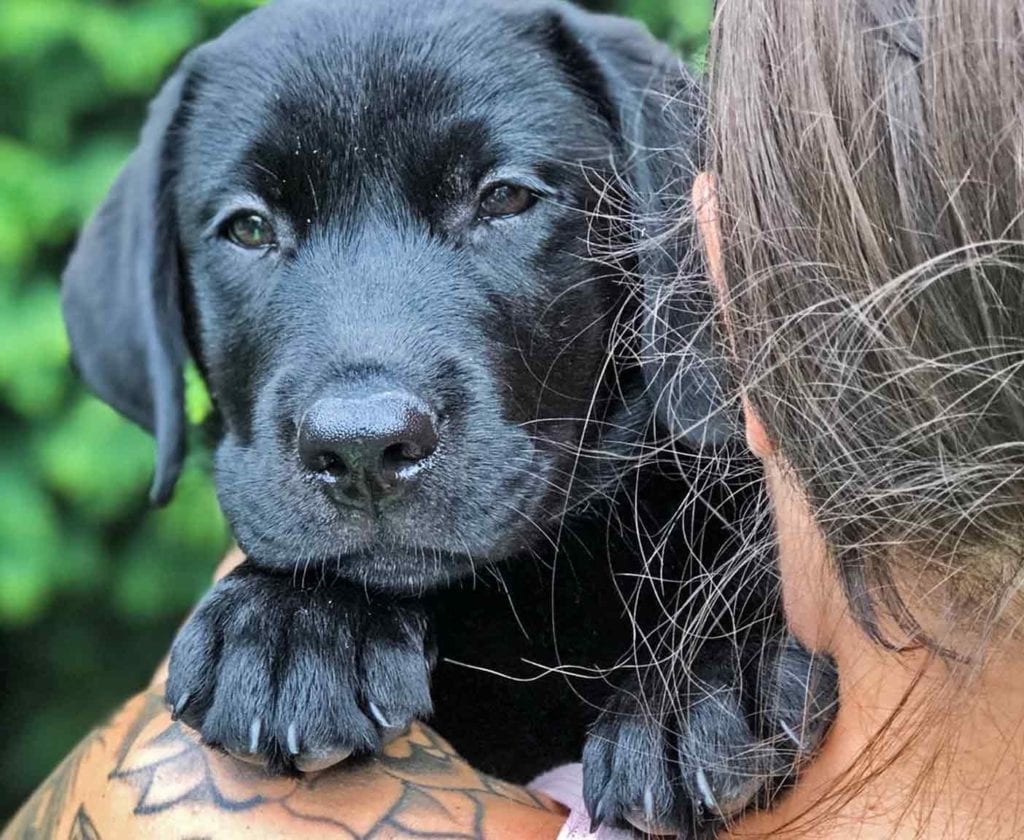 campingurlaub-wohnmobil-hund-reise