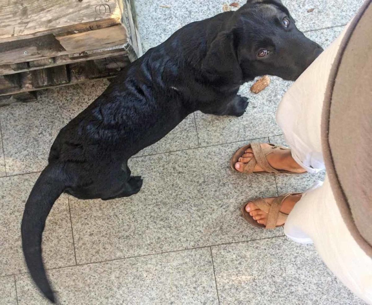 location van aménagé avec chien
