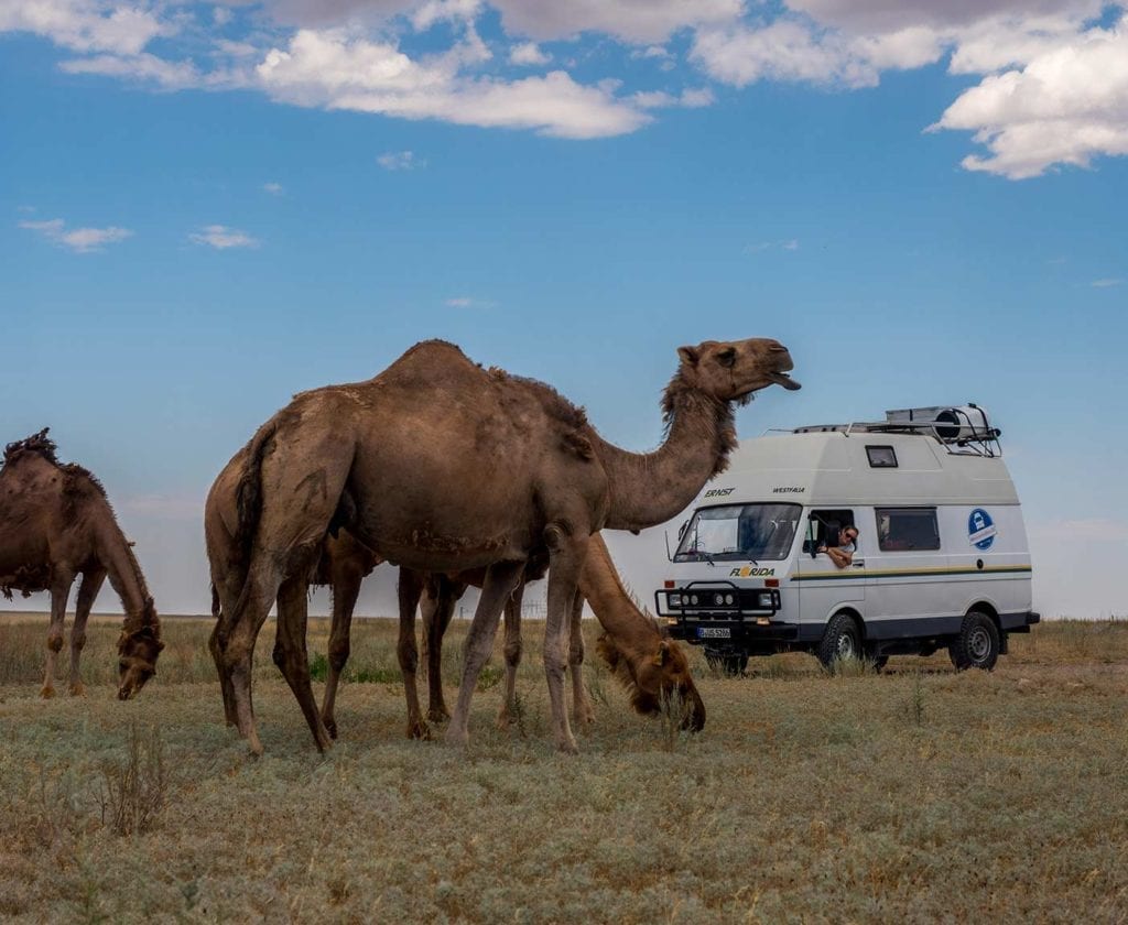 Kazachstan-Safari-Kamele-VW-LT-28-Westfalia-Florida-Weltreise-Asien-Camper-Ausbau