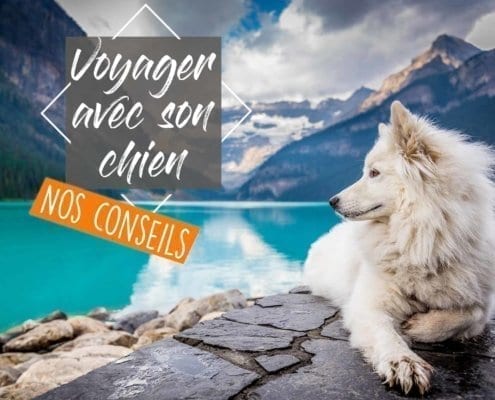 voyager-voyage-chien-van-amenage-fourgon-chiot-liste-passeport-campingcar-roadtrip-vanlife-europe