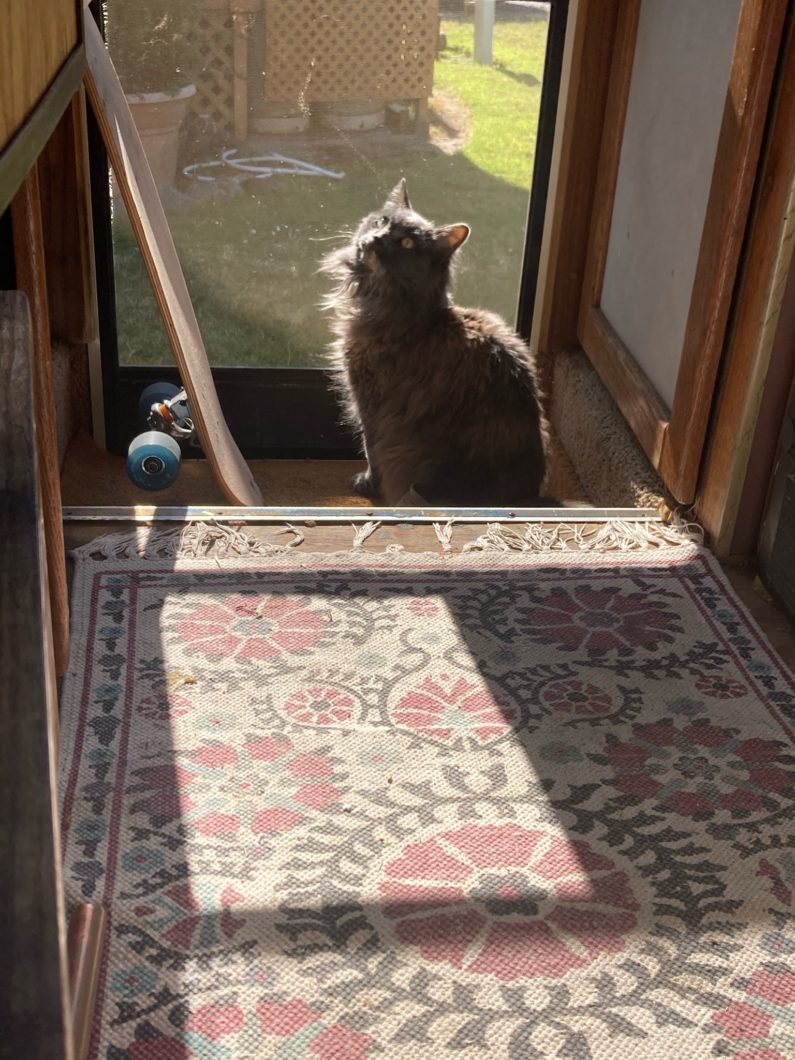 vanlife-vankitty-pets